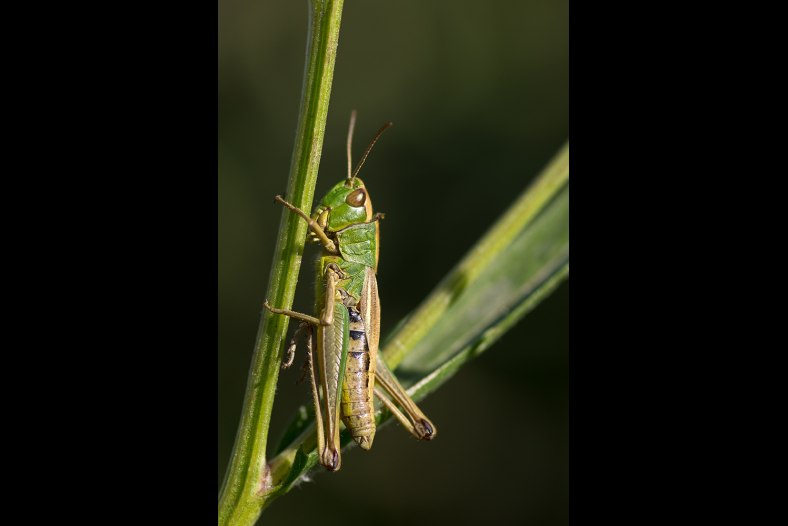 grasshopper